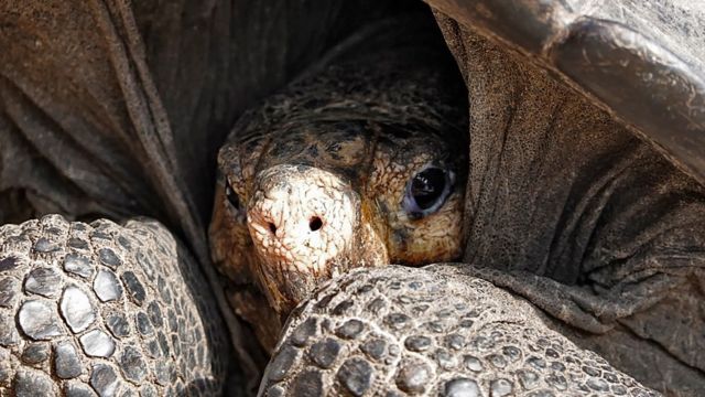 Tortuga gigante hallada en la Isla Fernandina en 2019