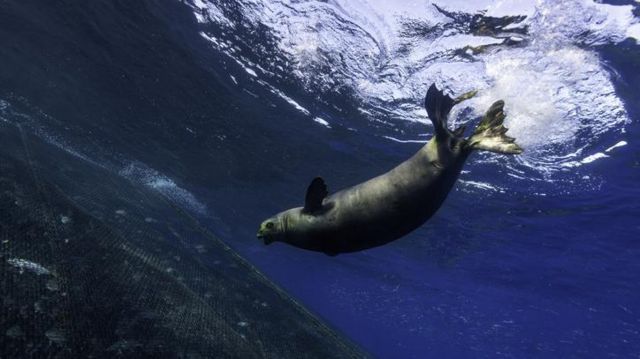 a foca-monge-do-havaí.