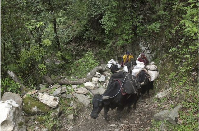 不丹布罗帕牧民用牛向偏远无路的萨克滕村庄运送物资。他们与邻近村庄交易黄油、奶酪和牦牛肉以获得日常必需品。