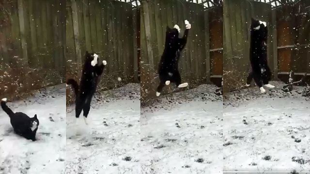 Кіт і сніг