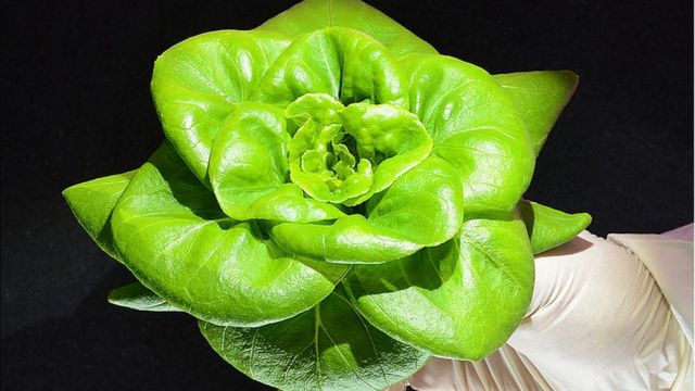 A lettuce in the shape of a flower