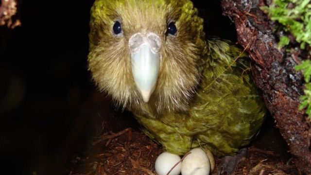 kakapo