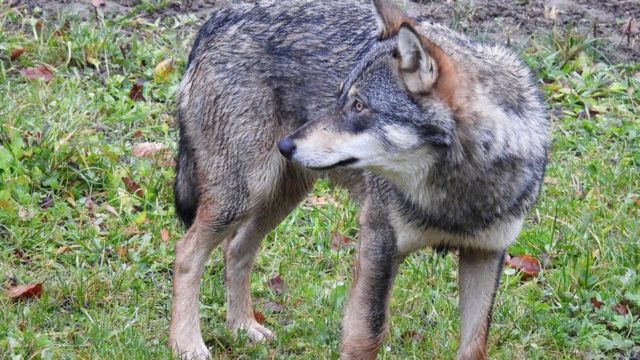 Basel civarında bu yakınlarda görüntülenen bu genç kurt, İsviçre'de kurtların soyunun tükenmesinden bu yana görülen ilk 'şehir kurdu' oldu