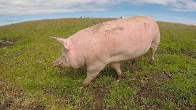 பன்றிக் கொழுப்பில் விமான எரிபொருள் தயாரிக்க திட்டம்