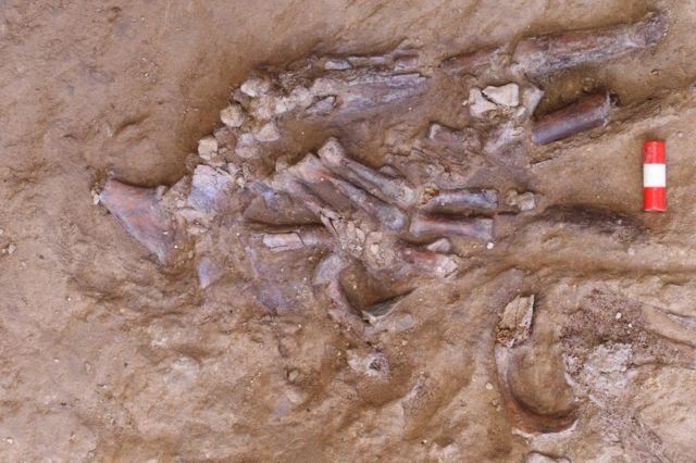 این بقایای دست چپ اسکلت جدید کشف شده در غار شانه‌در است