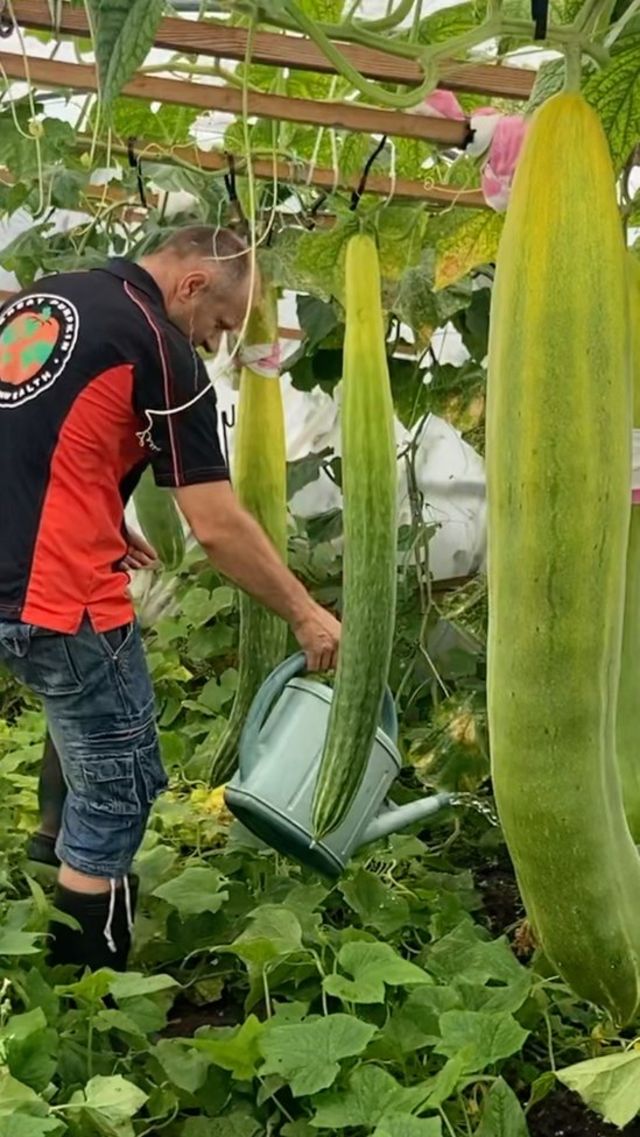 Cucumber crisis after Tokyo hit by cloudiest spell since records