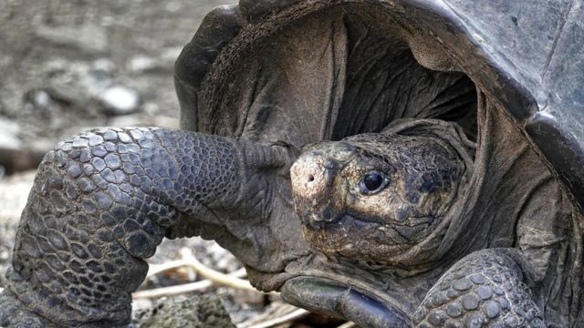 A specimen of the giant Galapagos tortoise Chelonoidis phantasticus, thought to have gone extinct about a century ago, is seen at the Galapagos National Park on Santa Cruz Island in the Galapagos Archipelago.
