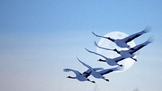 محققان پروژه کیوی کواکا به پرندگان ردیاب‌های جی‌پی‌اس متصل کرده‌اند تا نحوه واکنش‌آن‌ها نسبت به خطرهای طبیعی را بررسی کنند