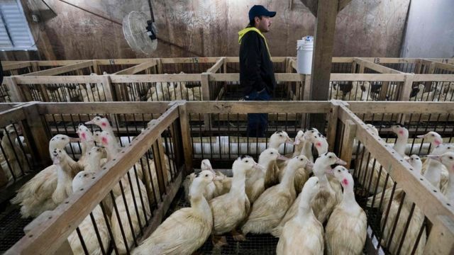Brazil: Foie gras banned in Sao Paulo restaurants - BBC News