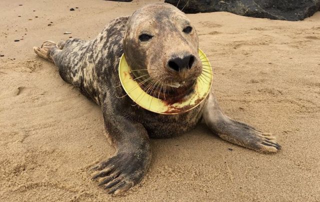 Foca com anel de frisbee em volta do pescoço