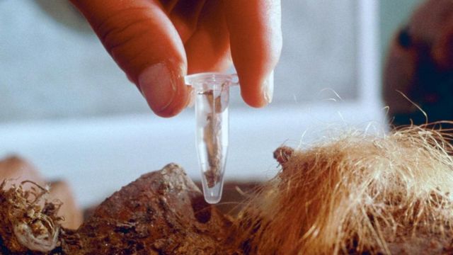 باحث يأخذ عينة من أنسجة مجمدة لأحد حيوانات الماموث