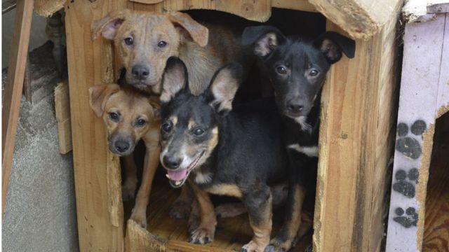 Cão morre após erro de veterinário e protetora sofre para salvar pets