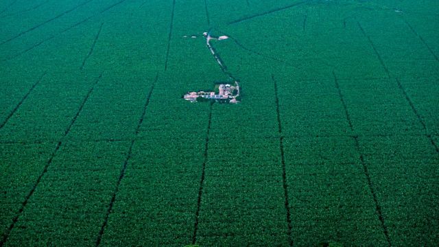 Cultivo de banano en Colombia