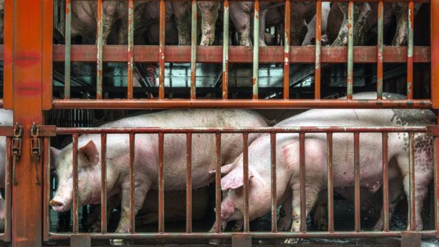 Imagem mostra porcos confinados em uma espécie de gaiola