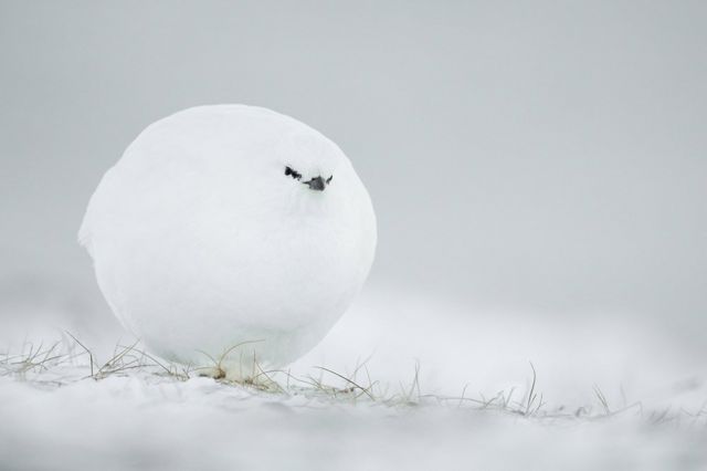 White grouse