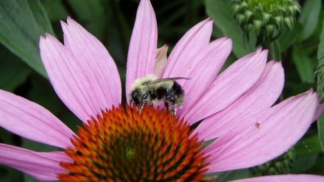 US wild bee numbers decline as land is converted for biofuel