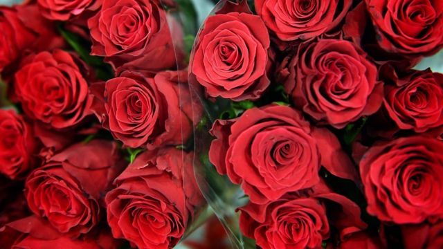 Cómo alargar la vida de las flores que te regalaron para San Valentín? -  BBC News Mundo