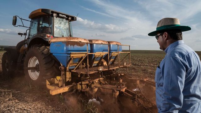 Agricultor observando a fertilização com ureia