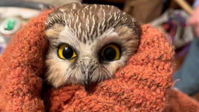 聖誕節：小型貓頭鷹意外藏身雲杉潛入紐約- BBC 英伦网
