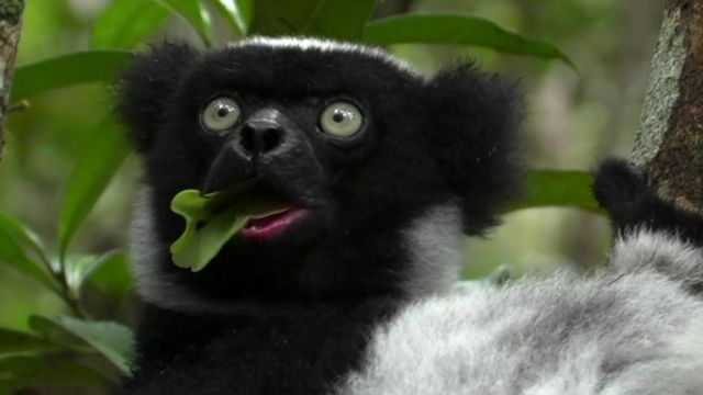 À Madagascar, l'habitat de l'indri est menacé par l'exploitation minière.