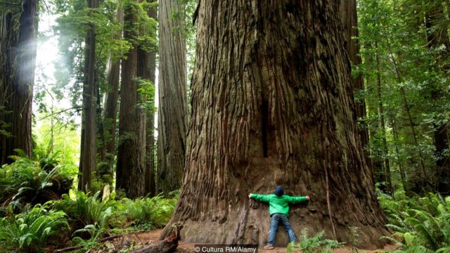 Qué nos pueden enseñar los árboles sobre la vida y la felicidad - BBC News  Mundo