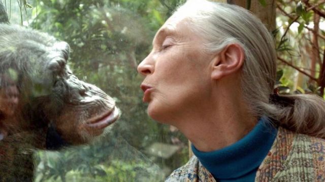 Jane Goodall, the world's foremost authority on chimpanzees, communicates with chimpanzee Nana, at Magdeburg Zoo in Germany