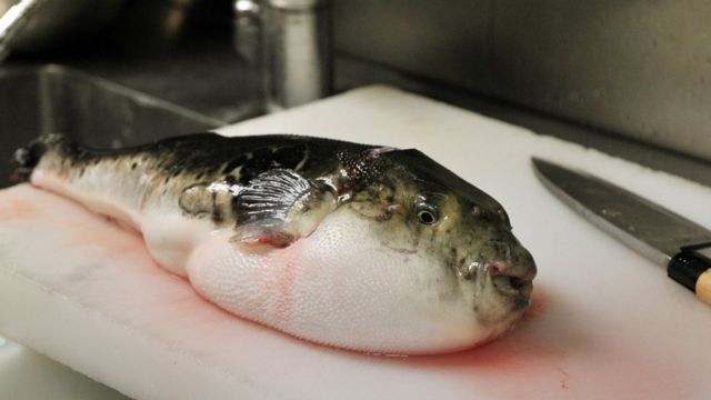 Kifi mai guba Pufferfish