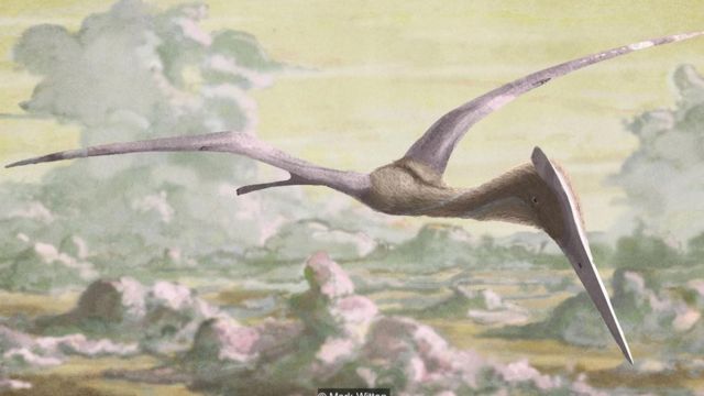 Azhdarchid pterosauruss