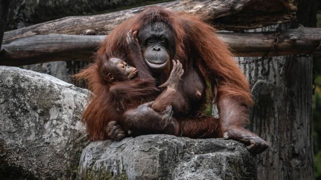 குரங்கு