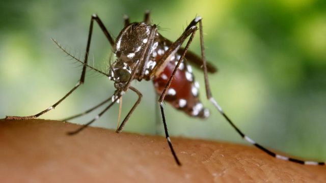 L'Aedes albopictus a été un vecteur de la dengue, de la fièvre jaune et du chikungunya en Asie et est maintenant présent dans presque tous les pays de la planète