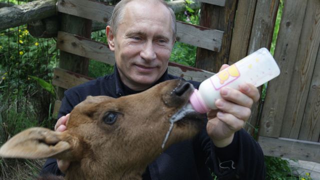 Vladimir Putin feeding a baby moose