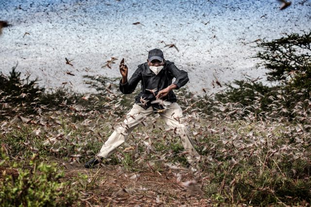 Man surrounded by a swarm of locusts