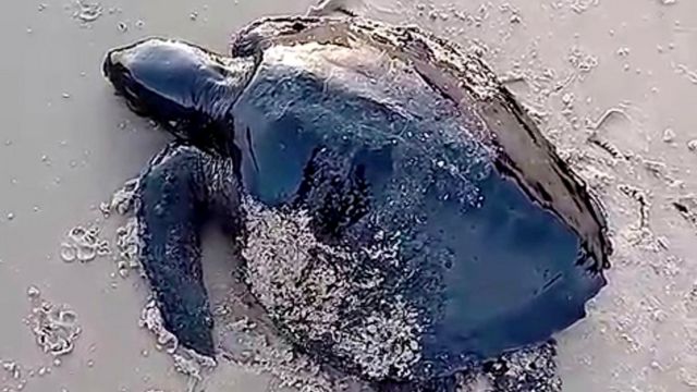 Tartaruga coberta com óleo