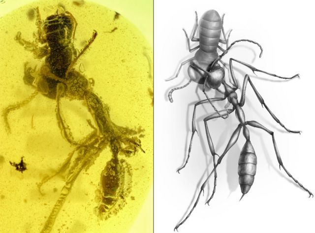 ภาพที่วาดขึ้นใหม่ (ขวา) แสดงให้เห็นรูปร่างของแมลงทั้งสองชนิดชัดเจนขึ้น