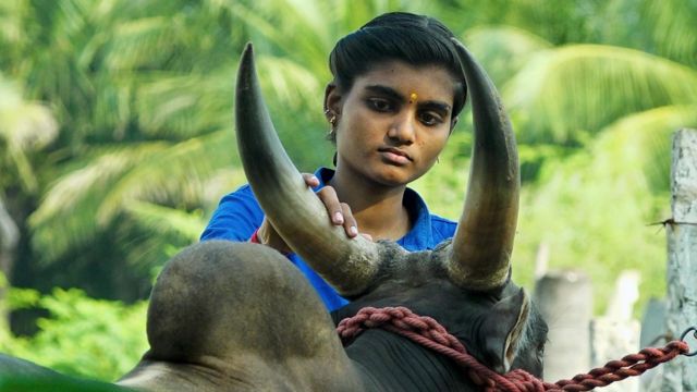 ஜல்லிக்கட்டு காளையுடன் யோகதர்ஷினி