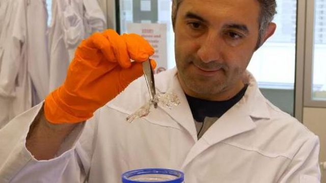 Ali Ertürk segurando rato transparente com pinça em laboratório