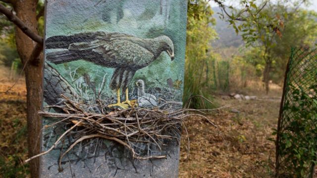 சிவக்குமார் பறவை ஓவியம்