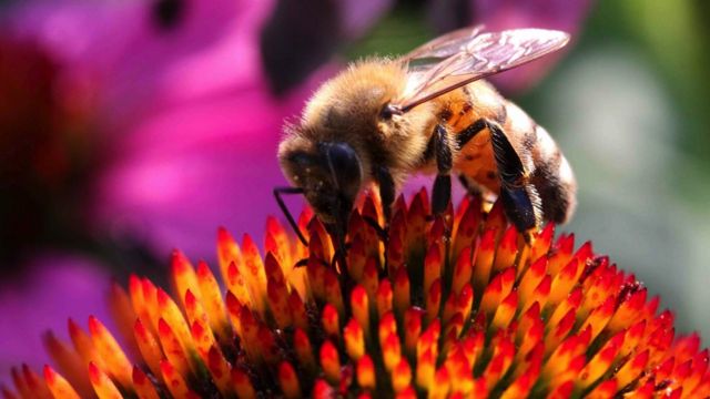 آنزیم‌ها با شهد ترکیب می‌شوند تا سلامت زنبورها را بهبود بخشند