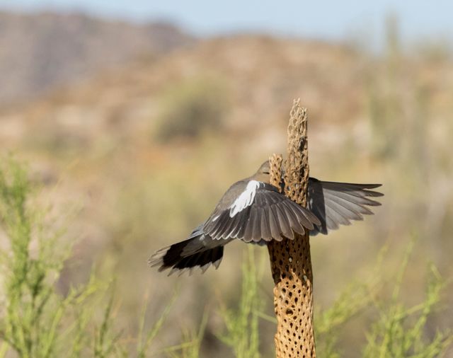 A white-winged dove that appears to have flown into a cholla cactus skeleton, with its wings clasping the branch