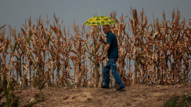 Homem com guarda-sol andando ao lado de plantação seca