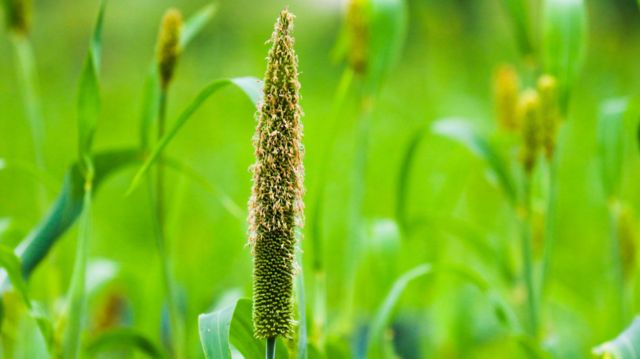 சர்க்கரை மகிழ்ச்சியைப் பறிக்கும்.