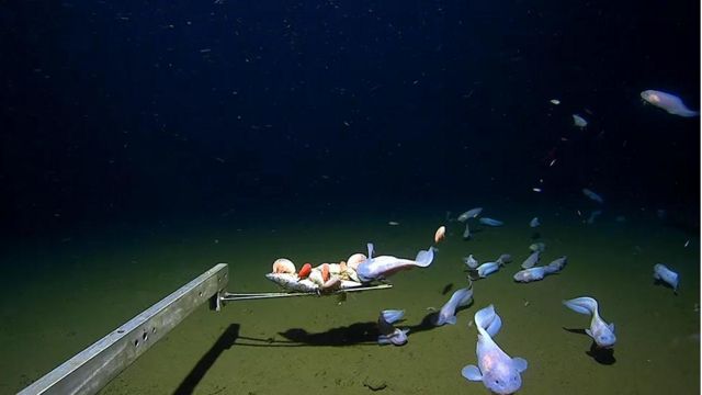 Peixes comem uma isca acoplada a um metal