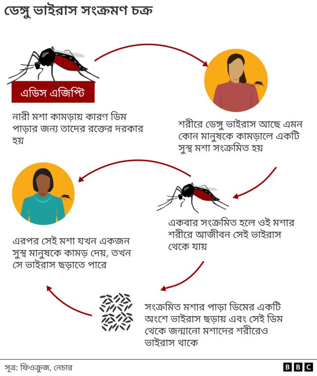 ডেঙ্গু ভাইরাস সংক্রমণ চক্র