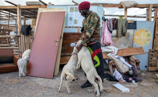 A man gives a bottle of milk to young lambs in the Campobello di Mazara ghetto, Sicily, Italy.