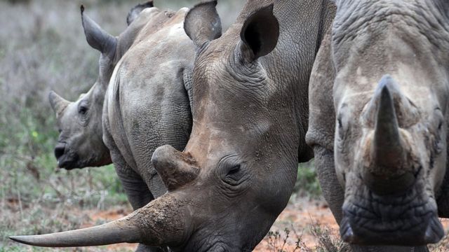 What is poaching? A Newsround guide - BBC Newsround