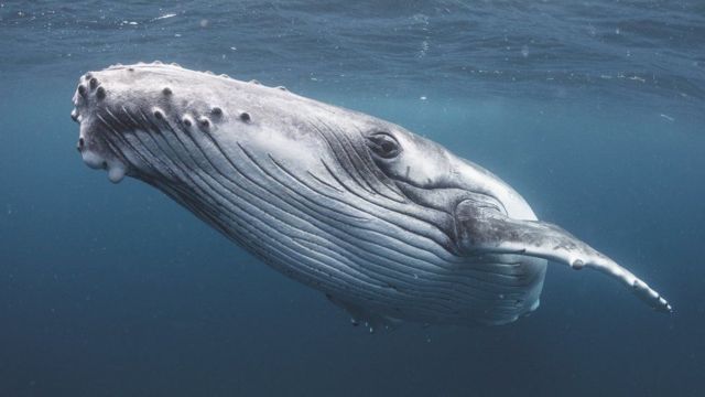 Çevreciler, kambur balina gibi türlerin derin deniz madenciliğinden etkilenmesinden endişeleniyor