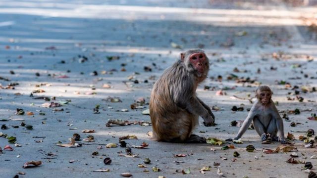 Monos en las calles de India.