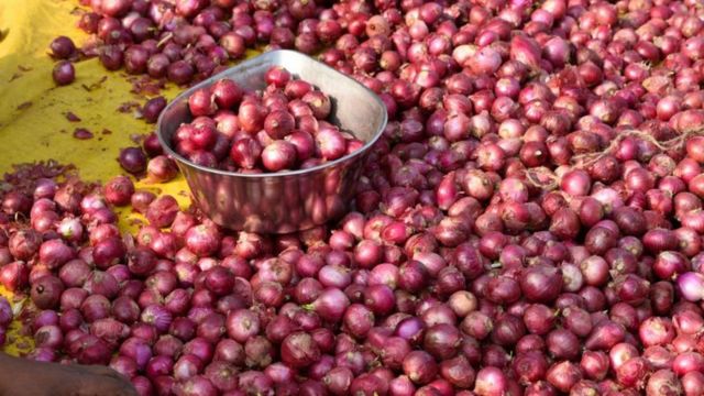 পেঁয়াজ বাছাই করে আলাদা করা হচ্ছে।