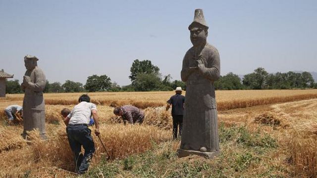 Agricultores chineses colhem trigo perto de mausoléu da dinastia Song