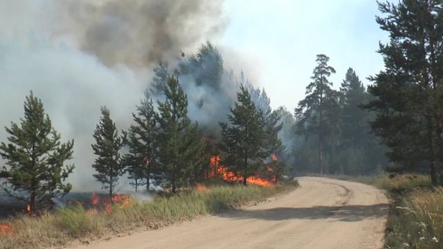 лесной пожар в Челябинской области